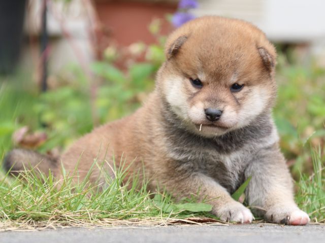 IMG_3463-shiba-puppy IMG_3463-shiba-puppy