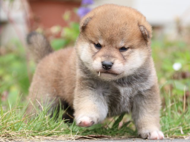 IMG_3465-shiba-puppy IMG_3465-shiba-puppy