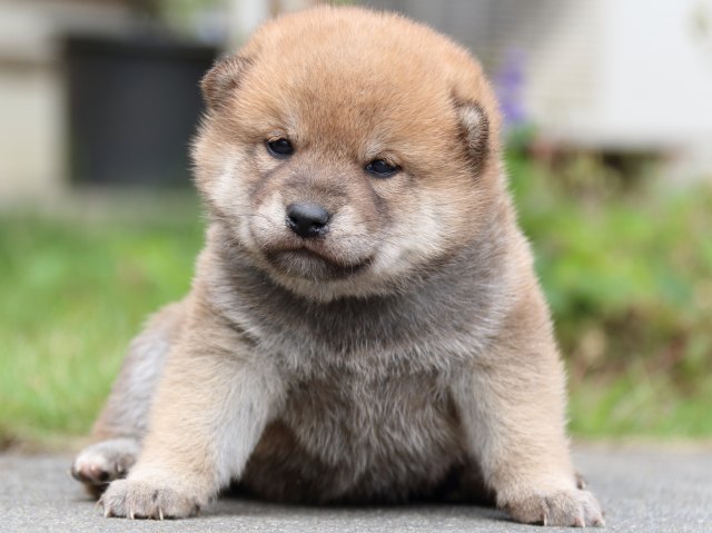 IMG_3486-shiba-puppy IMG_3486-shiba-puppy