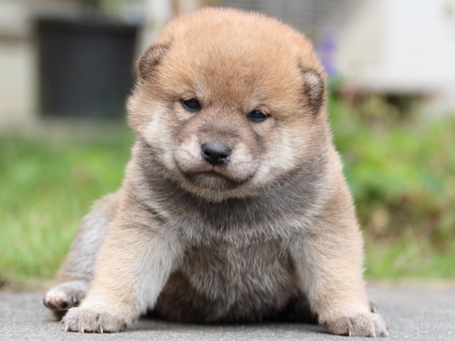 IMG_3492-shiba-puppy IMG_3492-shiba-puppy
