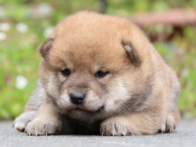 IMG_3497-shiba-puppy IMG_3497-shiba-puppy