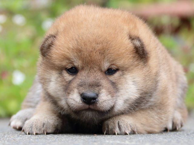 IMG_3500-shiba-puppy IMG_3500-shiba-puppy