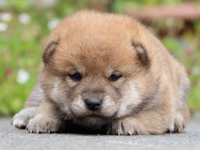 IMG_3504-shiba-puppy IMG_3504-shiba-puppy