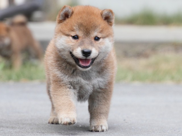 IMG_3528-shiba-puppy IMG_3528-shiba-puppy