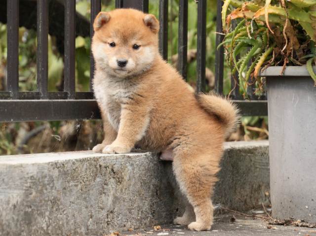 IMG_3558-shiba-puppy IMG_3558-shiba-puppy