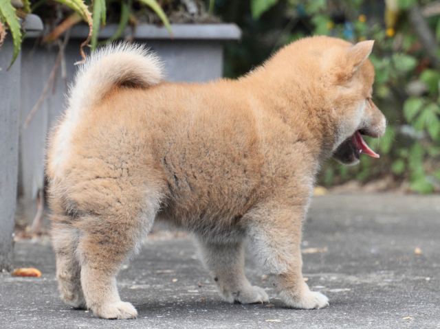 IMG_3560-shiba-puppy IMG_3560-shiba-puppy