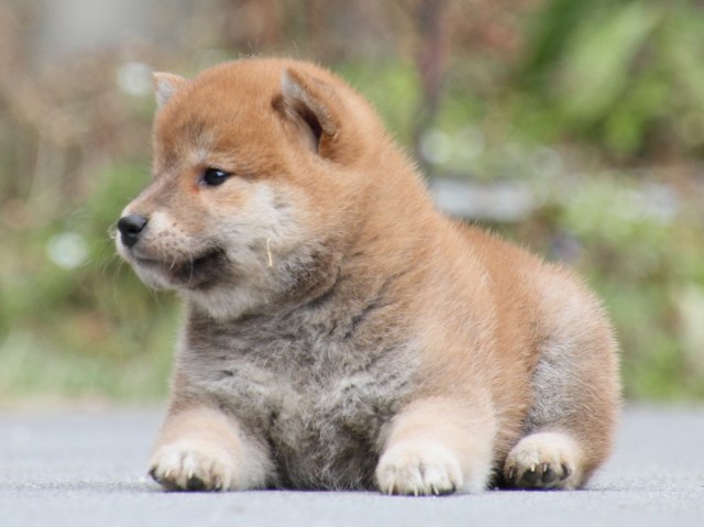 IMG_3565-shiba-puppy IMG_3565-shiba-puppy