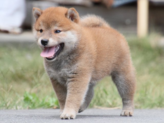IMG_3575-shiba-puppy IMG_3575-shiba-puppy