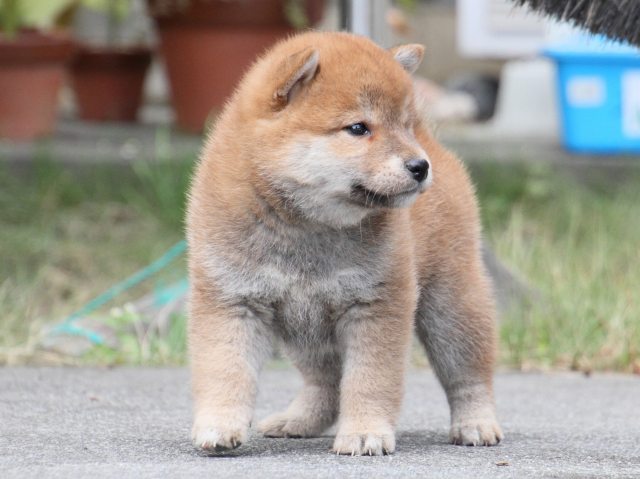 IMG_3582-shiba-puppy IMG_3582-shiba-puppy