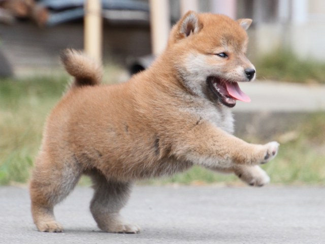 IMG_3598-shiba-puppy IMG_3598-shiba-puppy