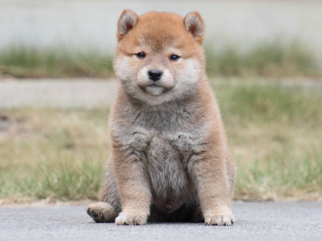 IMG_3638-shiba-puppy IMG_3638-shiba-puppy