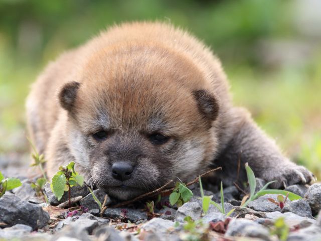 IMG_3639-shiba-puppy IMG_3639-shiba-puppy