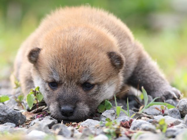 IMG_3643-shiba-puppy IMG_3643-shiba-puppy