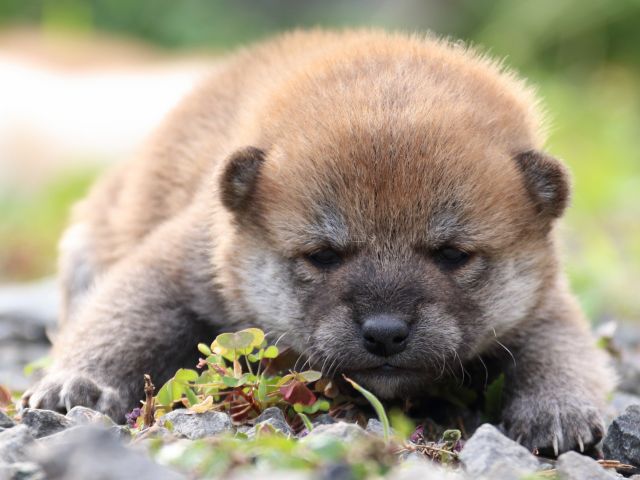 IMG_3653-shiba-puppy IMG_3653-shiba-puppy
