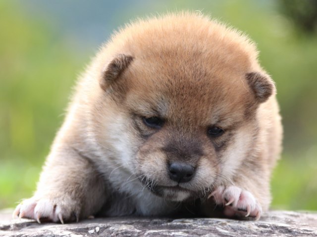 IMG_3667-shiba-puppy IMG_3667-shiba-puppy