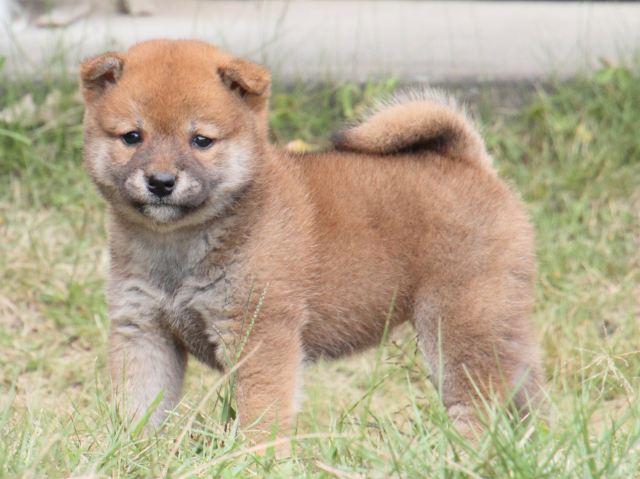 IMG_3673-shiba-puppy IMG_3673-shiba-puppy