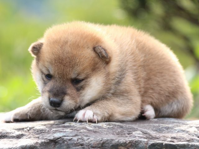 IMG_3677-shiba-puppy IMG_3677-shiba-puppy