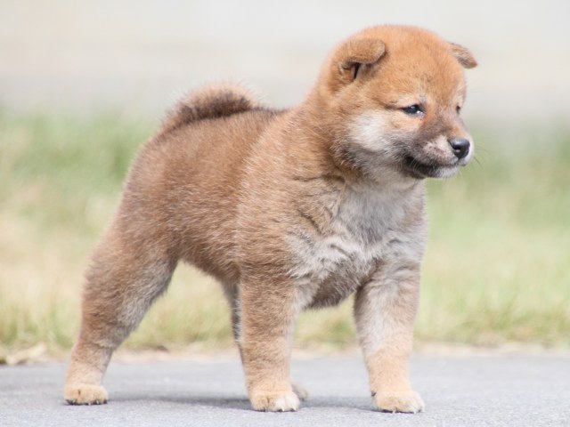 IMG_3685-shiba-puppy IMG_3685-shiba-puppy