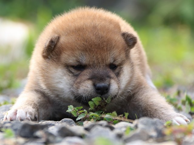 IMG_3689-shiba-puppy IMG_3689-shiba-puppy