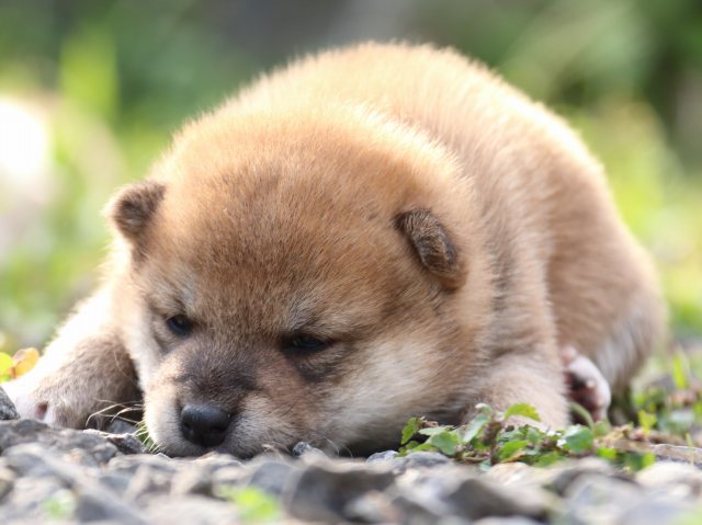 IMG_3700-shiba-puppy IMG_3700-shiba-puppy