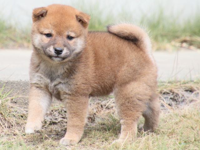 IMG_3702-shiba-puppy IMG_3702-shiba-puppy