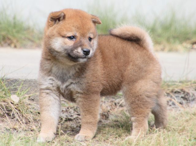 IMG_3703-shiba-puppy IMG_3703-shiba-puppy