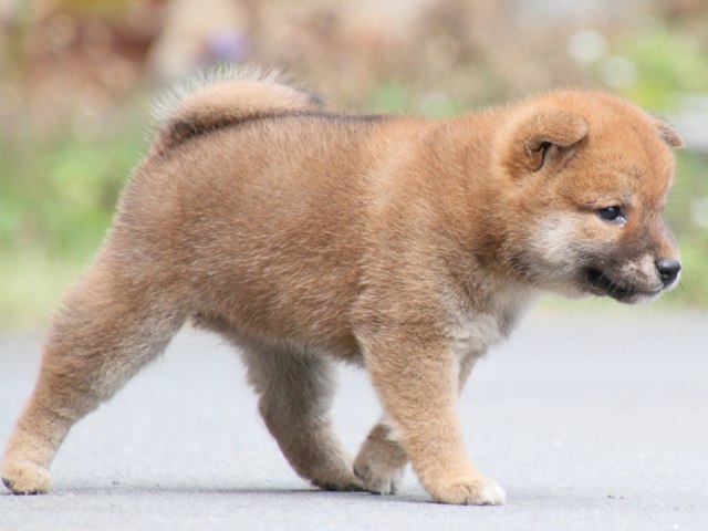 IMG_3712-shiba-puppy IMG_3712-shiba-puppy