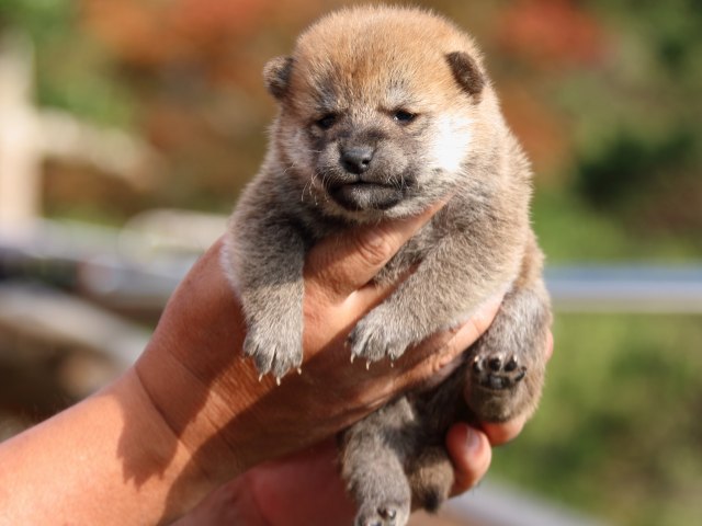 IMG_3717-shiba-puppy IMG_3717-shiba-puppy