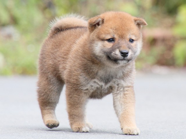 IMG_3717-shiba-puppy IMG_3717-shiba-puppy