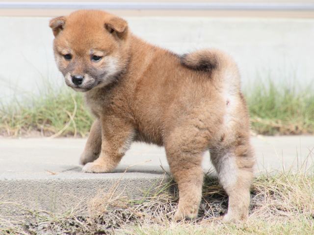 IMG_3736-shiba-puppy IMG_3736-shiba-puppy