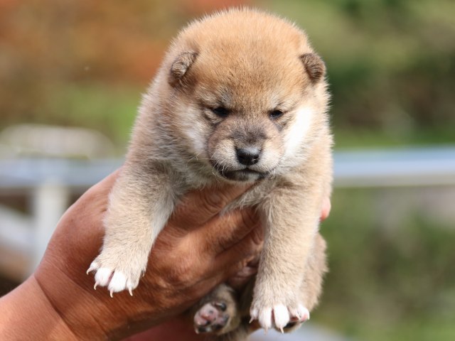 IMG_3738-shiba-puppy IMG_3738-shiba-puppy
