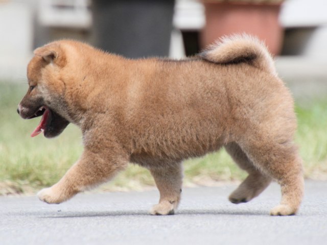 IMG_3770-shiba-puppy IMG_3770-shiba-puppy