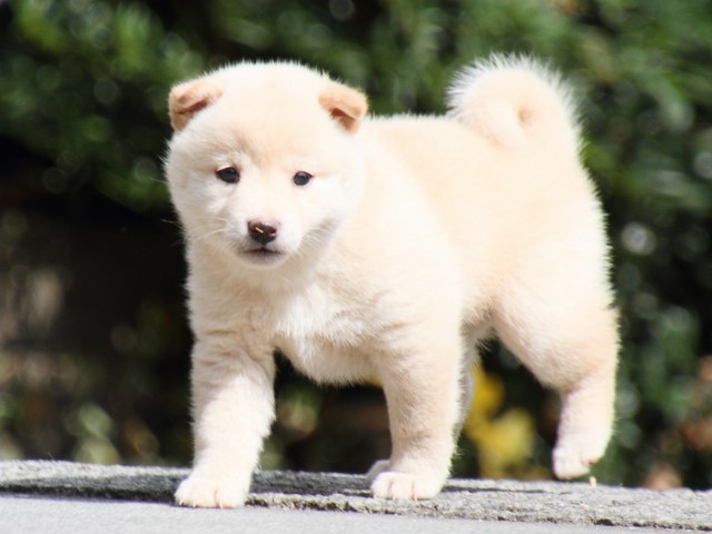 IMG_3808-shiba-puppy IMG_3808-shiba-puppy
