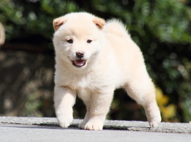 IMG_3810-shiba-puppy IMG_3810-shiba-puppy