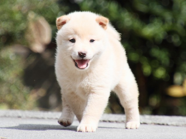 IMG_3814-shiba-puppy IMG_3814-shiba-puppy