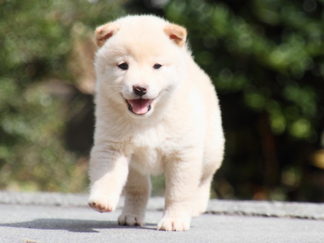 IMG_3815-shiba-puppy IMG_3815-shiba-puppy