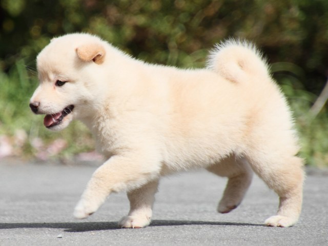 IMG_3821-shiba-puppy IMG_3821-shiba-puppy