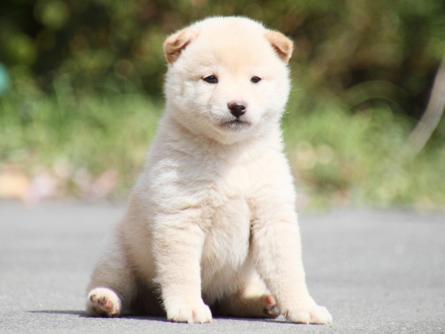 IMG_3852-shiba-puppy IMG_3852-shiba-puppy