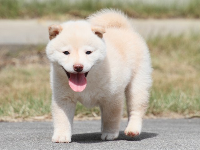 IMG_3879-shiba-puppy IMG_3879-shiba-puppy