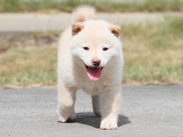 IMG_3882-shiba-puppy IMG_3882-shiba-puppy