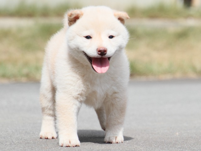 IMG_3885-shiba-puppy IMG_3885-shiba-puppy