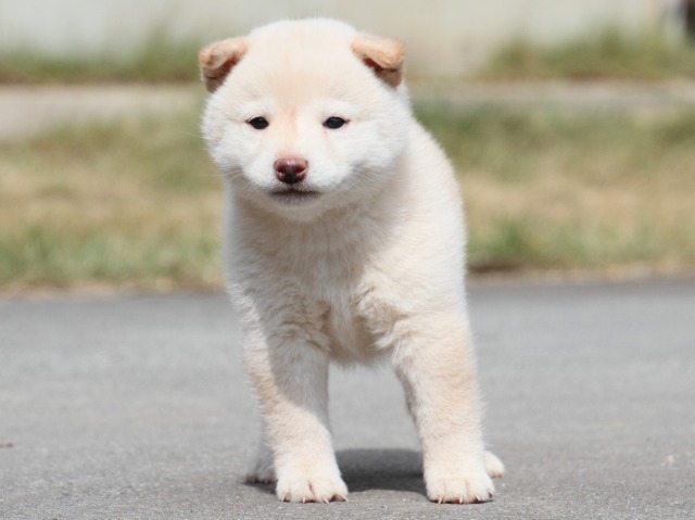 IMG_3891-shiba-puppy IMG_3891-shiba-puppy