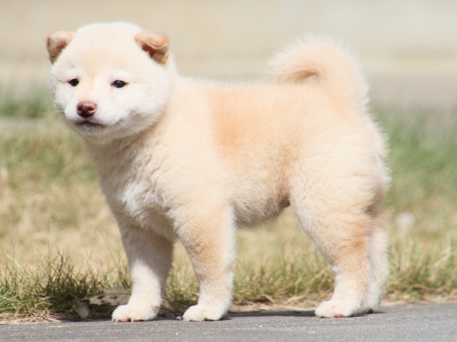 IMG_3901-shiba-puppy IMG_3901-shiba-puppy