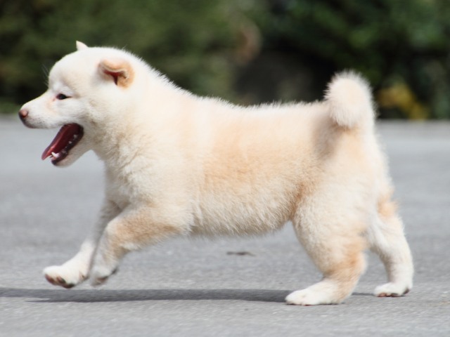 IMG_3940-shiba-puppy IMG_3940-shiba-puppy
