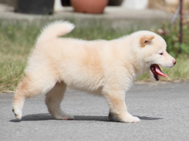IMG_3965-shiba-puppy IMG_3965-shiba-puppy