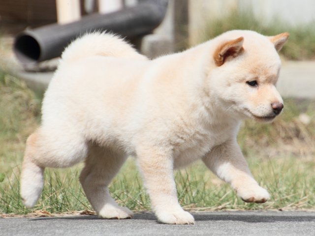 IMG_3982-shiba-puppy