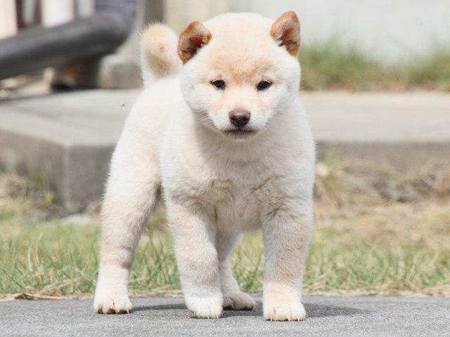 IMG_3985-shiba-puppy