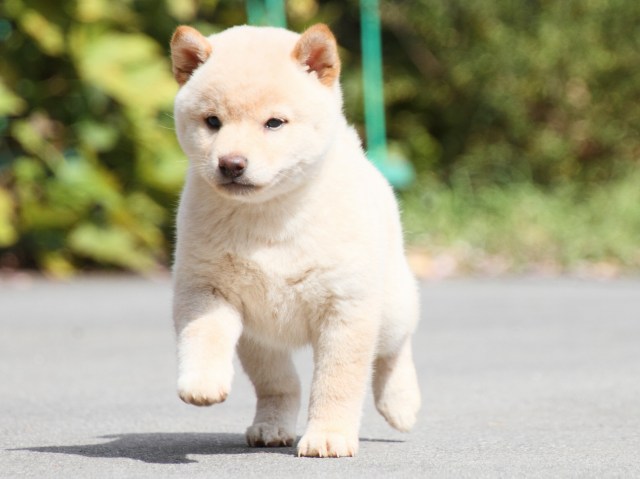 IMG_4034-shiba-puppy
