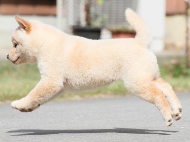 IMG_4038-shiba-puppy