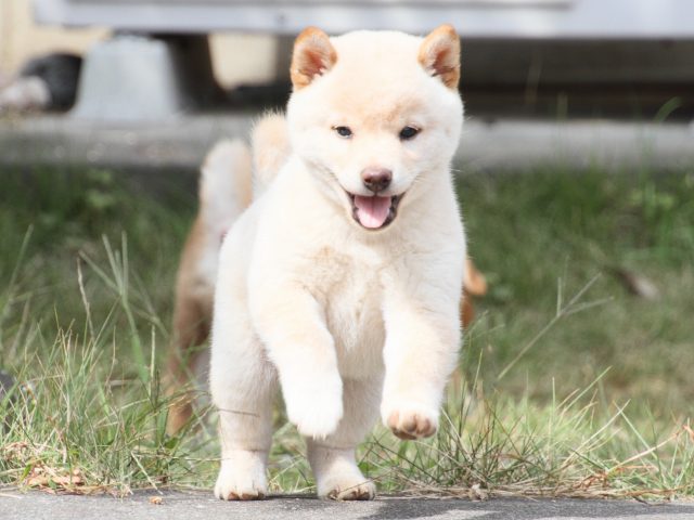 IMG_4052-shiba-puppy